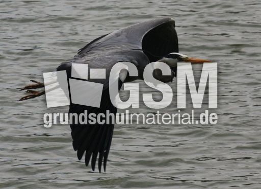 Graureiher-A 225.jpg